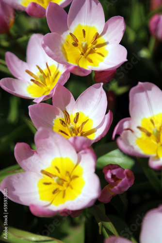 Macro image of sunlit Candia Tulip blooms  Derbyshire England 