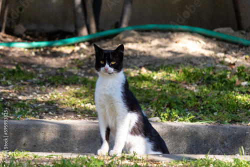 Black and white stray cat standing at the public park
