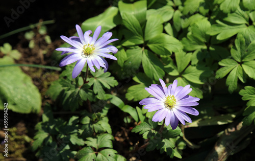 Two blue Grecian Windflower blooms  Derbyshire England 