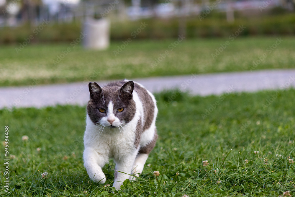 Tabby stray cat walking on the grass at the public park