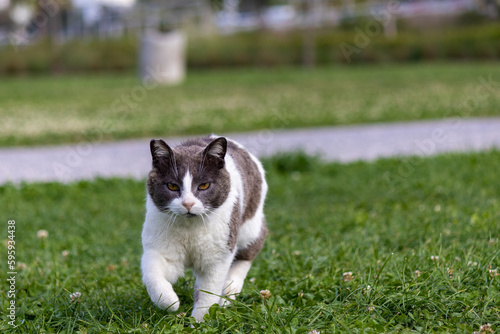 Podobny obraz