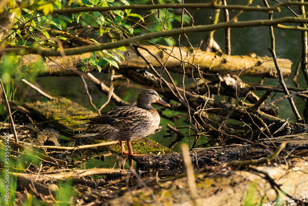 Female duck sitting on a wooden branch at a lake Female duck sitting on a wooden branch at a lake