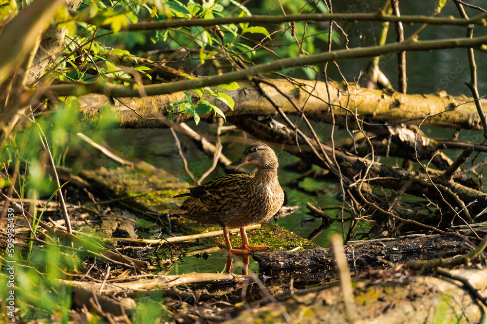 Female duck sitting on a wooden branch at a lake