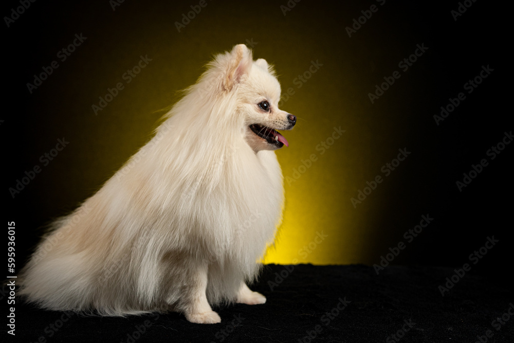 Fototapeta premium Spitz alemão em fundo colorido