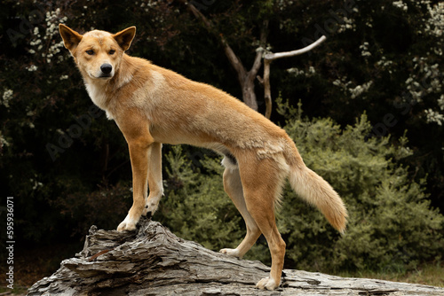 фотографія An Australian vulnerable animal, wild dingo with orange fur (Canis lupus dingo)