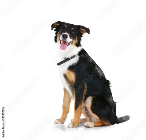 Canvas Print Portrait, dog and border collie relax on an isolated, transparent and png background