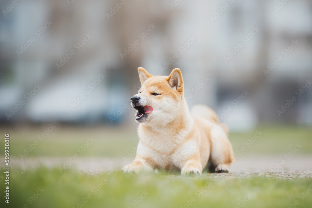 Beautiful Young Red Shiba Inu Puppy Dog in summer