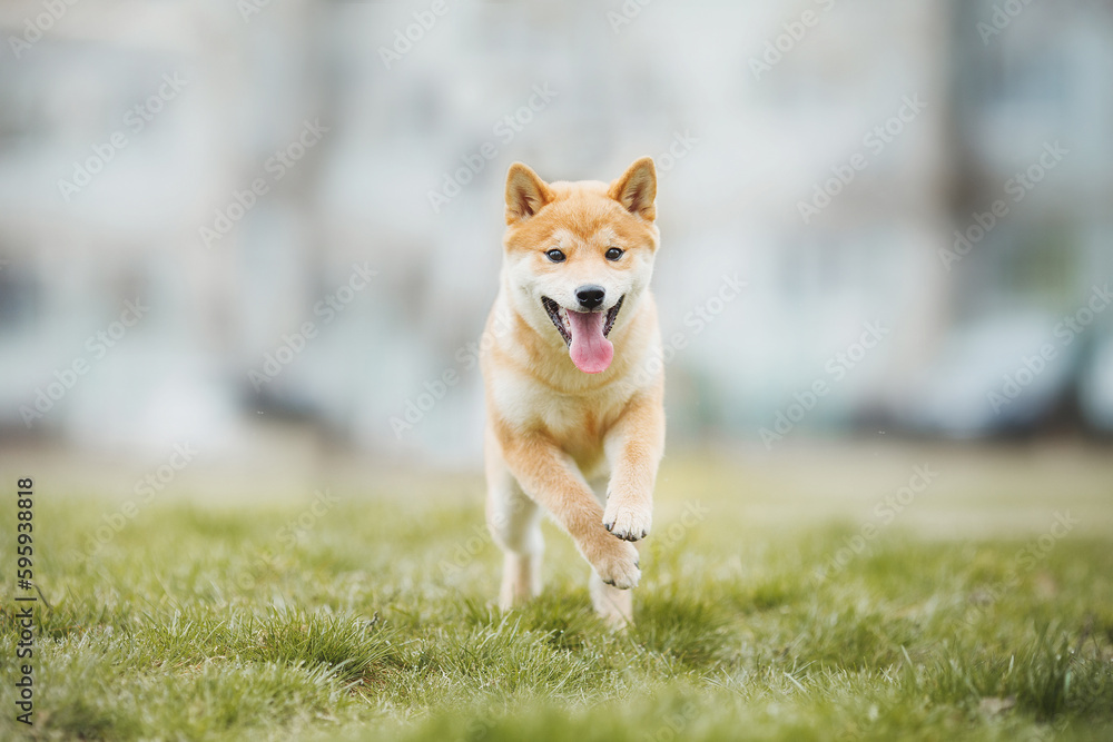 Beautiful Young Red Shiba Inu Puppy Dog in summer