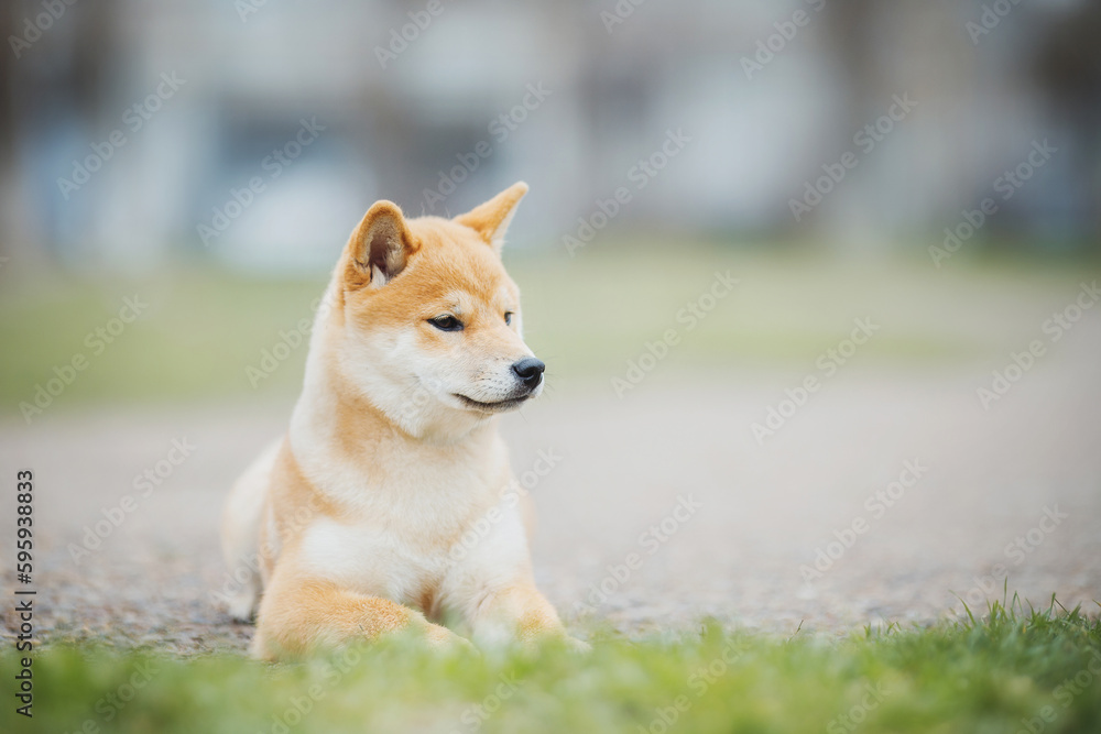 Beautiful Young Red Shiba Inu Puppy Dog in summer Beautiful Young Red Shiba Inu Puppy Dog in summer