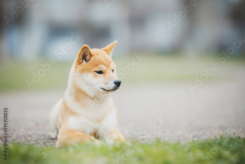 Beautiful Young Red Shiba Inu Puppy Dog in summer