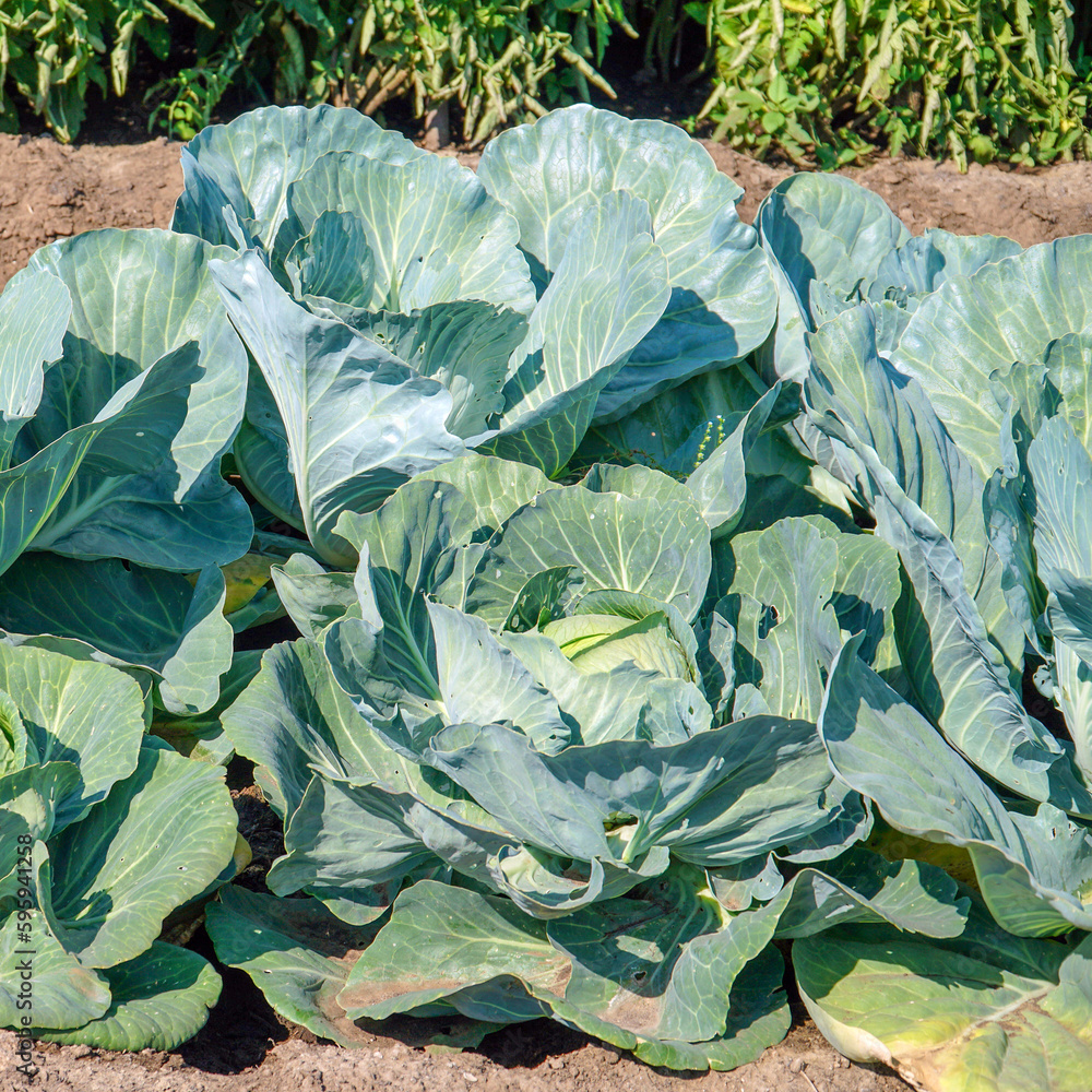 Cabbage on the garden bed. Selective focus Cabbage on the garden bed. Selective focus