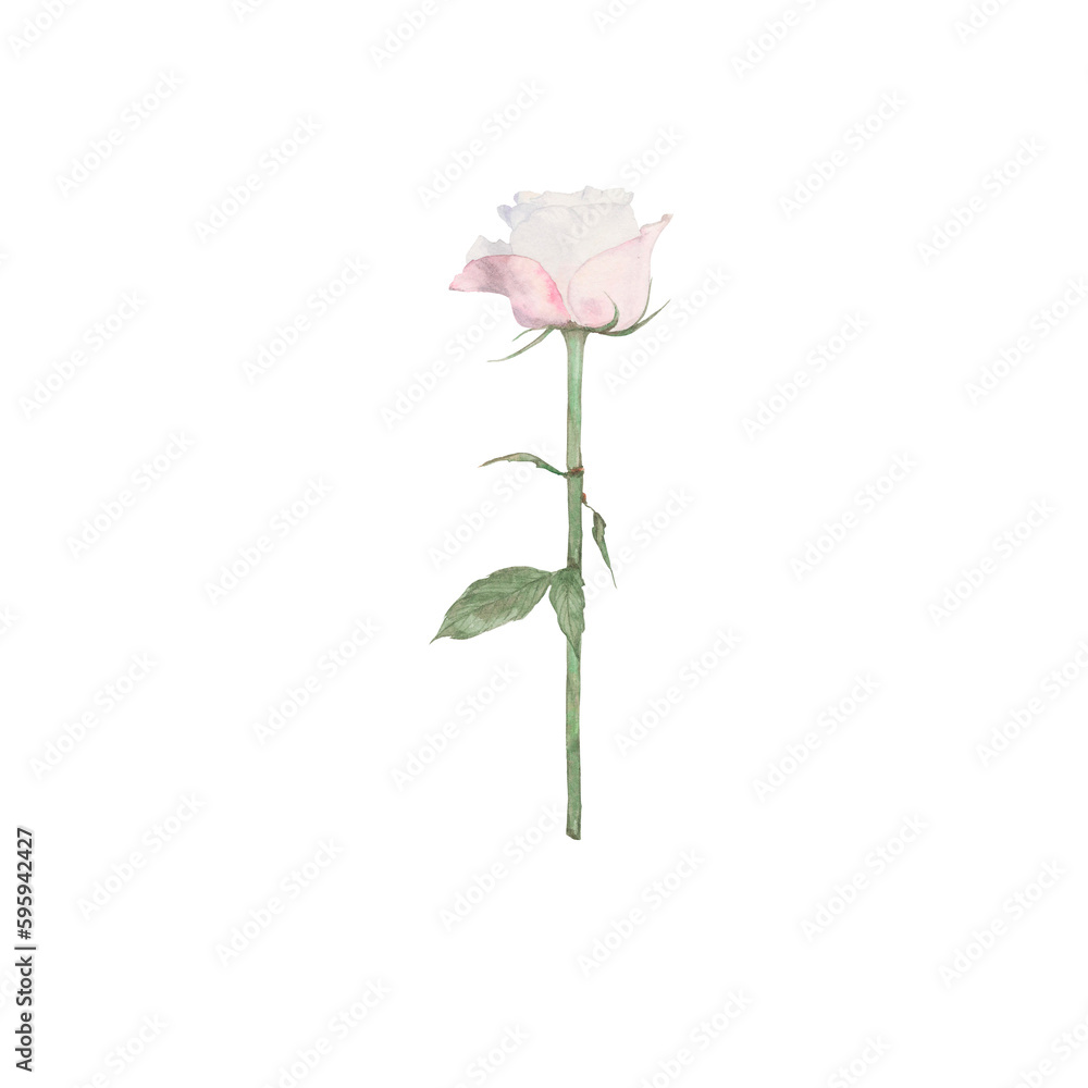 pose, flowers, blossom, floret, flora, botany, nature, pink, summer, art, watercolour, design, styling, isolat, vintage pose, flowers, blossom, floret, flora, botany, nature, pink, summer, art, watercolour, design, styling, isolat, vintage