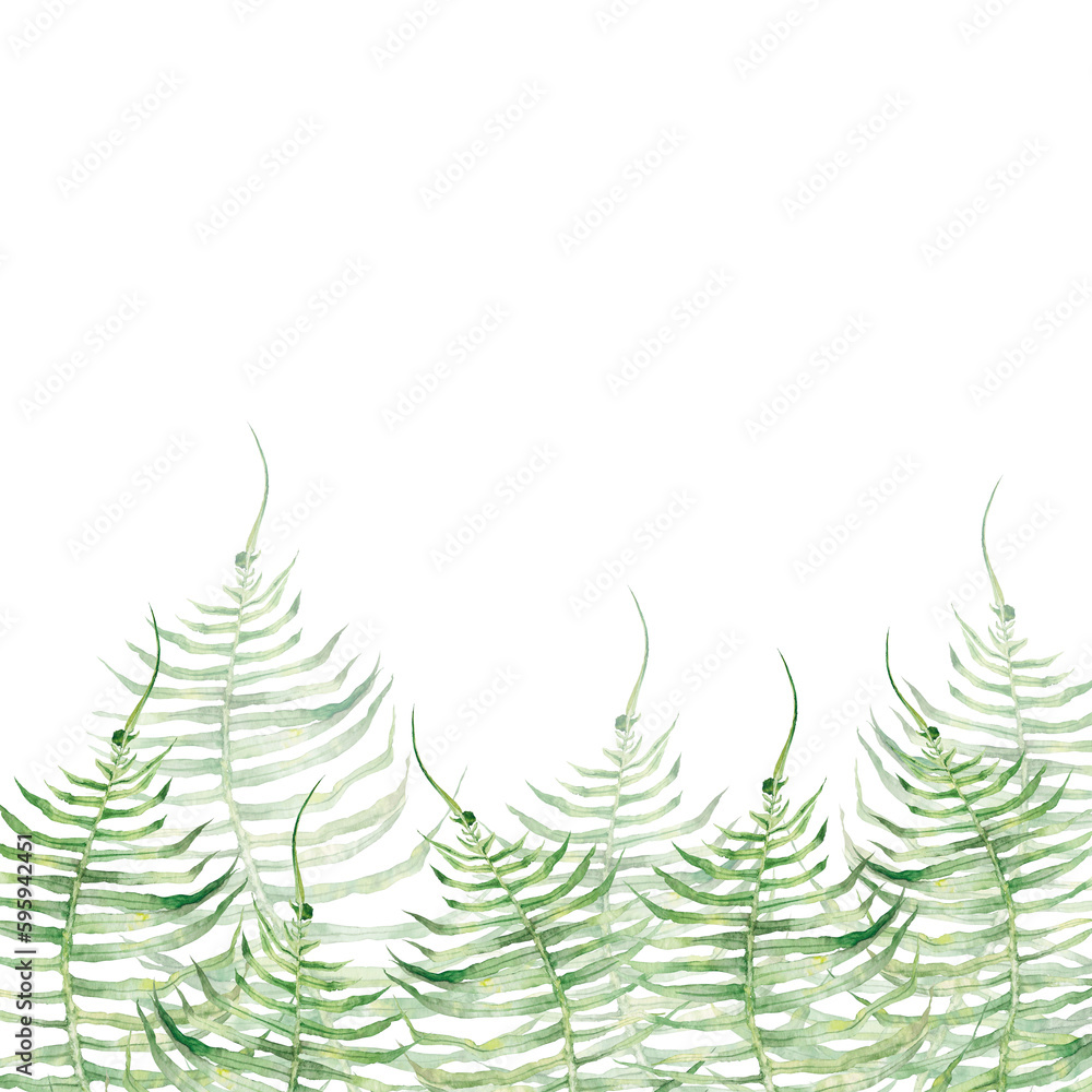Obraz premium fern, forest, flora, botany, nature, summer, art, watercolour, design, styling, isolat