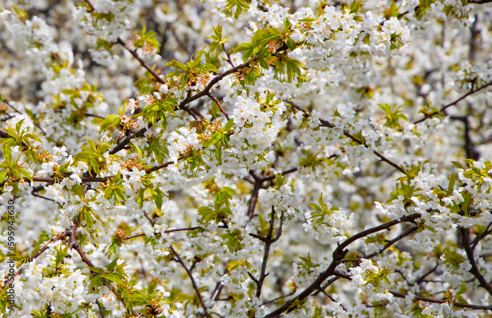 Blossom tree over nature tree - Spring white flowers background