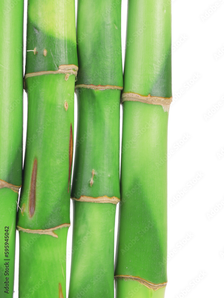 Obraz premium Bamboo forest background isolated