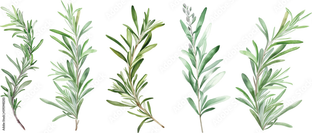 Set of watercolor green leaves rosemary. Collection botanical vector isolated on white background suitable for Wedding Invitation, save the date, thank you, or greeting card. - obrazy, fototapety, plakaty 