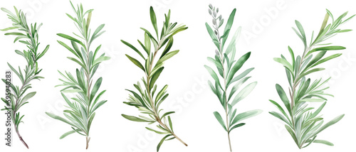 Set of watercolor green leaves rosemary. Collection botanical vector isolated on white background suitable for Wedding Invitation, save the date, thank you, or greeting card.