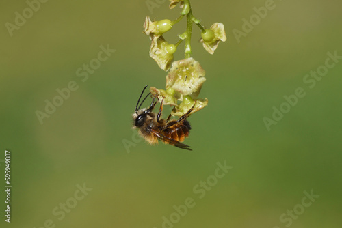 Closeup red mason bee (Osmia bicornis) family Megachilidae on the flowers of a Ribes sanguineum, flowering redcurrant or red currant (Ribes rubrum). 