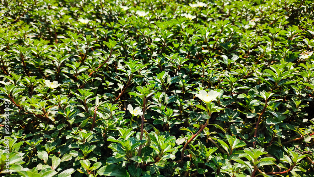 Ludwigia adscendens, the water primrose, is a species of flowering plant in the evening primrose family Ludwigia adscendens, the water primrose, is a species of flowering plant in the evening primrose family