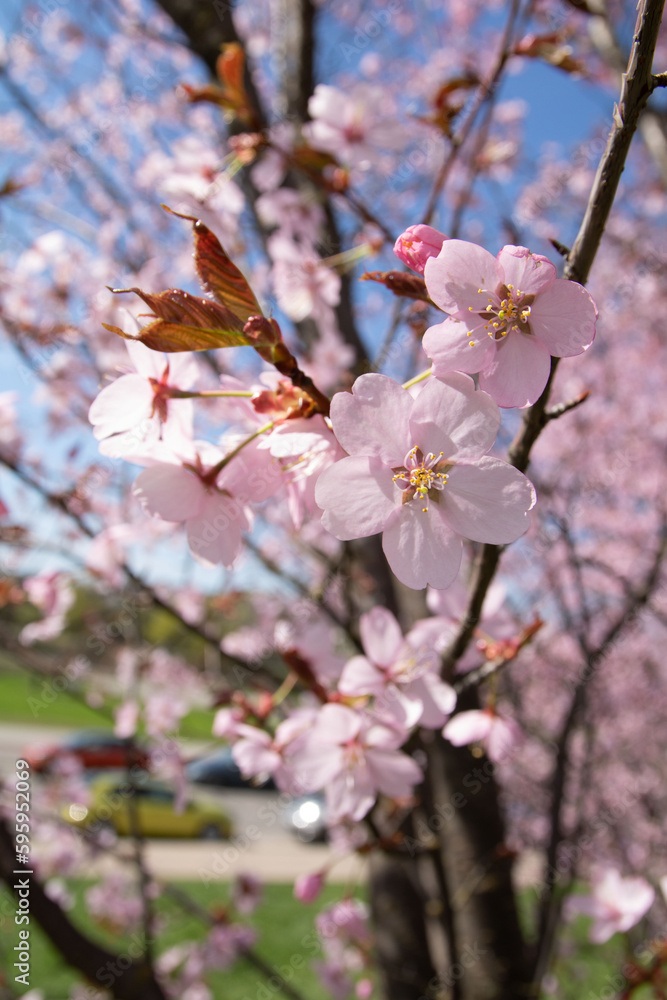 Close-up photo of pink cherry blossoms