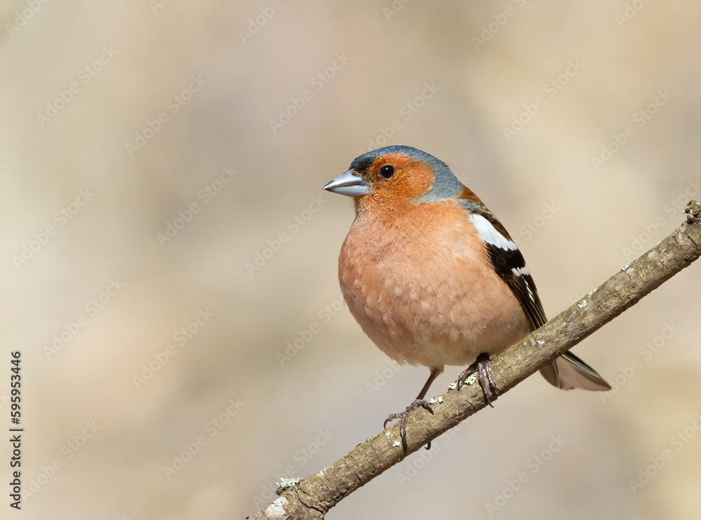 Common chaffinch, Fringilla coelebs. A male bird sitting on a tree branch Common chaffinch, Fringilla coelebs. A male bird sitting on a tree branch