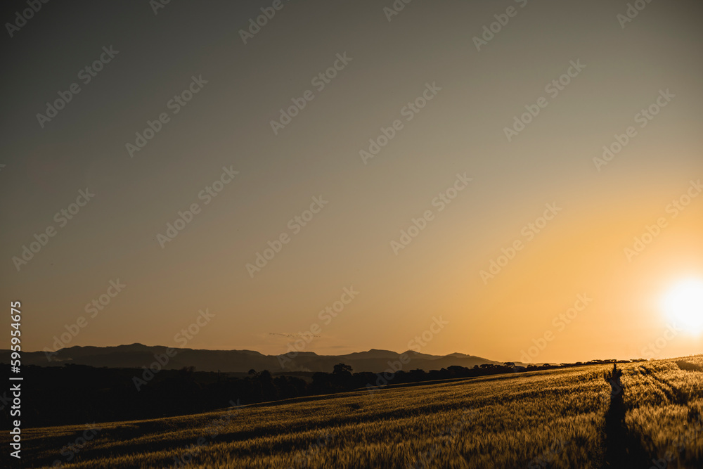 Pôr do sol em um campo de plantação de soja