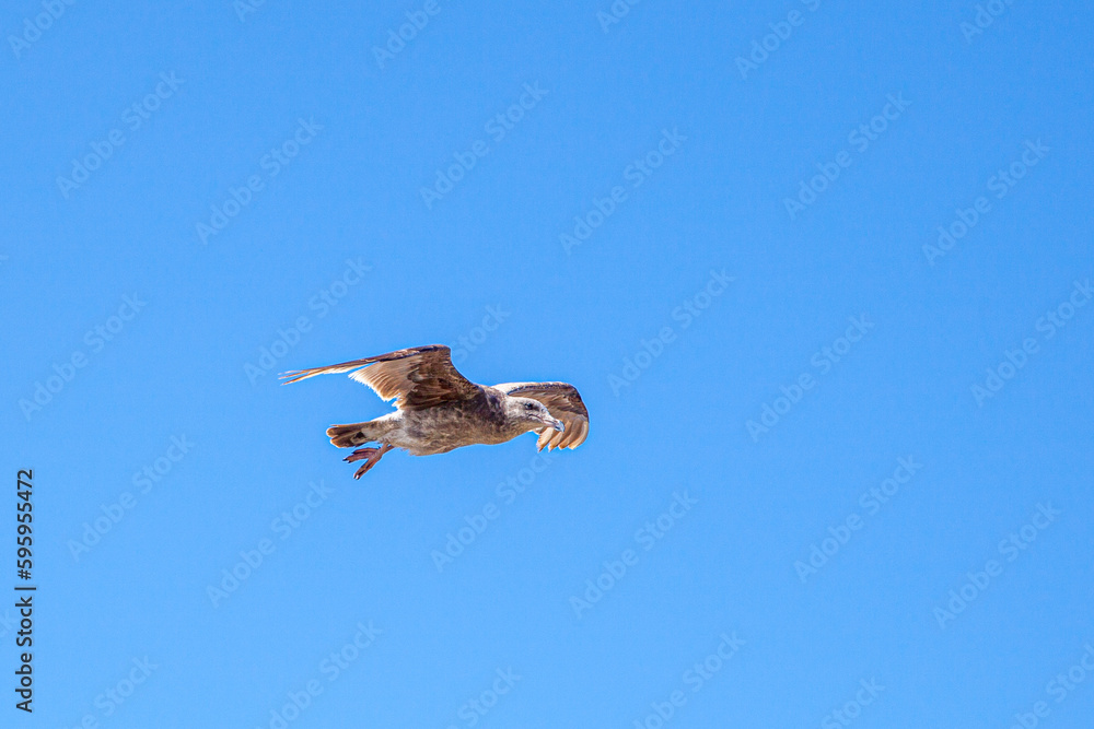 brown california seagull flying