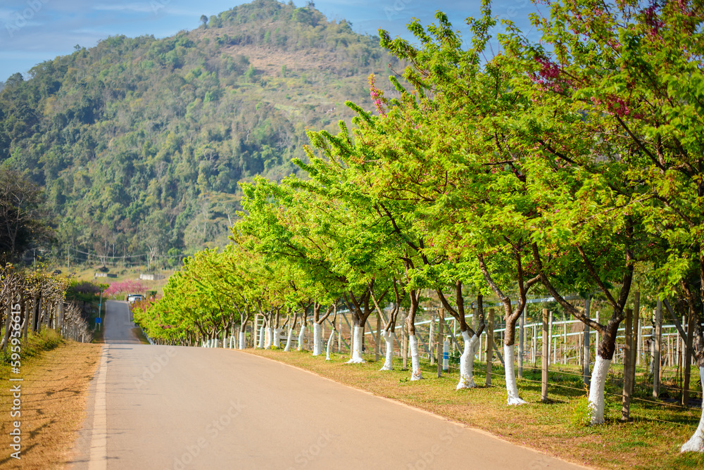 Pink cherry trees Sakura blossom beautiful flowers at Doi Ang Khang , Chiang Mai Thailand Province, Sakura in Thailand Pink cherry trees Sakura blossom beautiful flowers at Doi Ang Khang , Chiang Mai Thailand Province, Sakura in Thailand