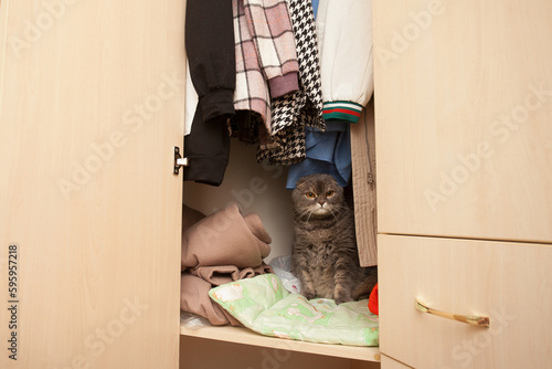 A gray tabby cat of the Scottish fold breed sits on a shelf in a closet with things. Image about playful pets.