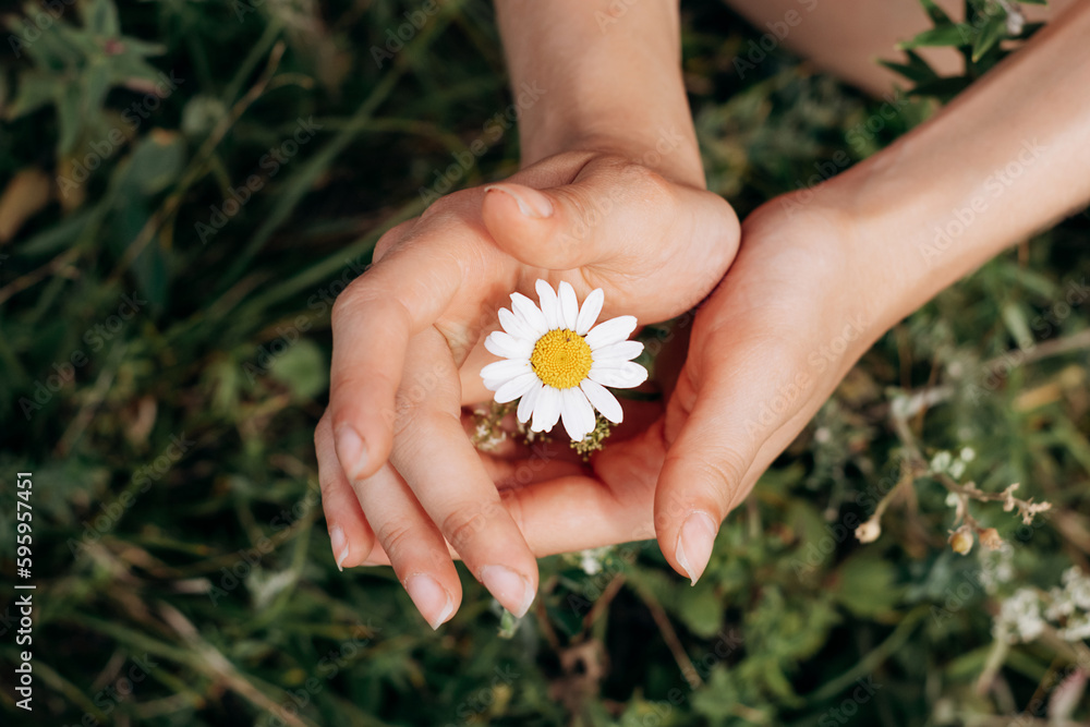 Close-up of women's hands holding a daisy in a meadow.Summer, nature, beauty, slow life concept. - obrazy, fototapety, plakaty 