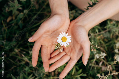 Close-up of women's hands holding a daisy in a meadow.Summer, nature, beauty, slow life concept.