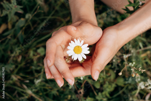 Obraz na płótnie Close-up of women's hands holding a daisy in a meadow.Summer, nature, beauty, slow life concept. w salonie