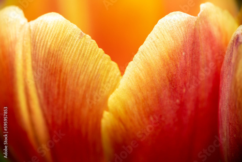 Tulpe Blütenblätter orange gelb rot makro