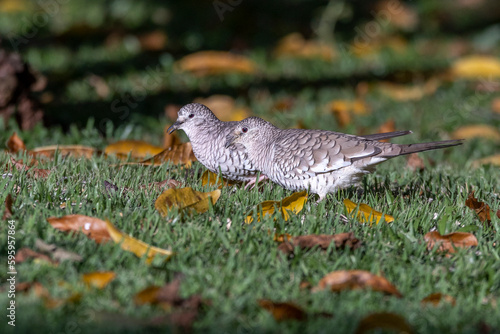 A couple of Scaled Dove also know as Rolinha feeding on the lawn. Species Columbina squammata. bird lover. Birdwatching. Birding. Animal world. photo