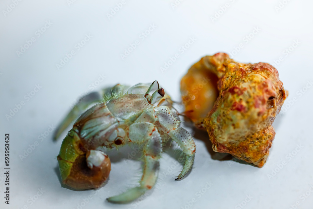 crab on a plate