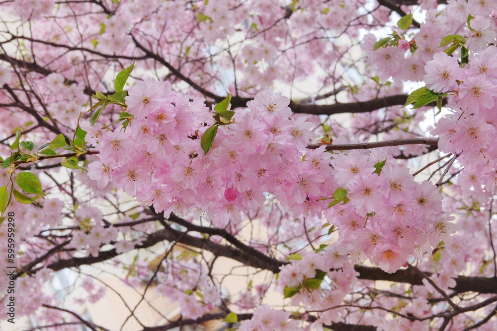 Sakura is blooming in park. Pink flowers is growing in Japan. Landscaping and decoration in spring season. Sakura is blooming in park. Pink flowers is growing in Japan. Landscaping and decoration in spring season.