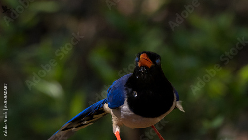 Εκτύπωση καμβά red billed blue magpie