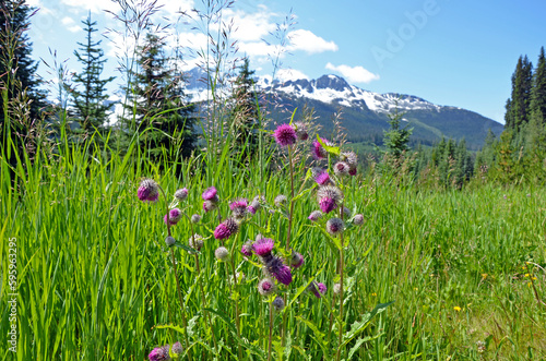 Meadow with purple thistle flowers and mountain in background © perlphoto