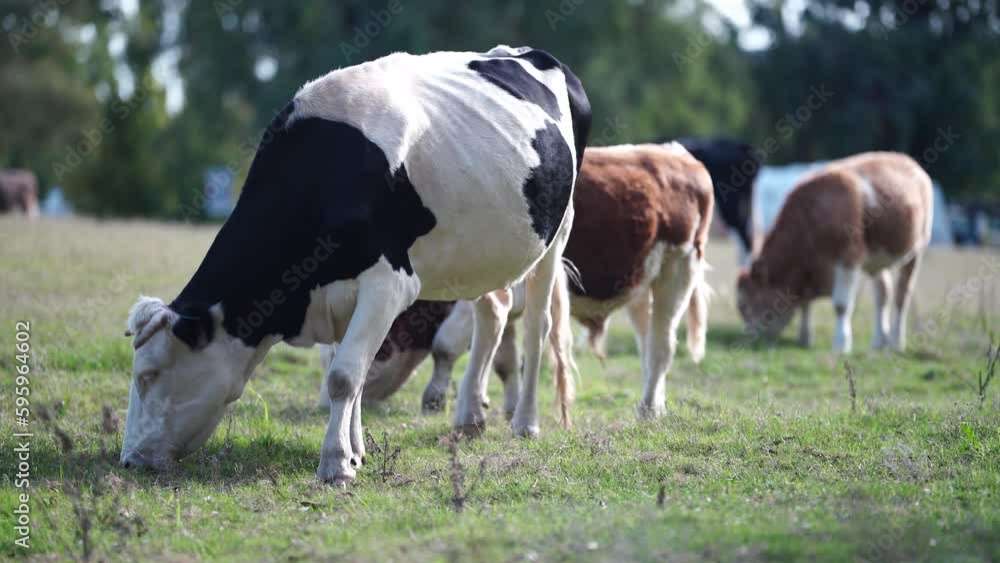 Beautiful Sustainable Cows Grazing on Native Pastures: A Serene Ranching Experience in America Beautiful Sustainable Cows Grazing on Native Pastures: A Serene Ranching Experience in America
