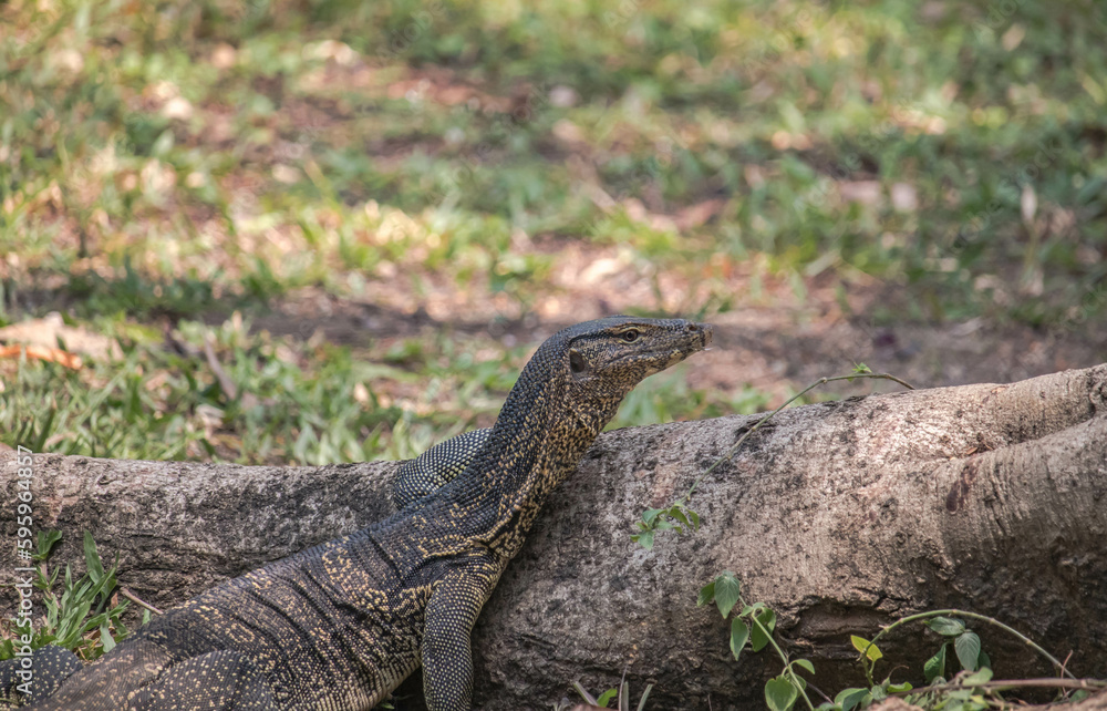 Water monitor lizard laying on a small log Water monitor lizard laying on a small log