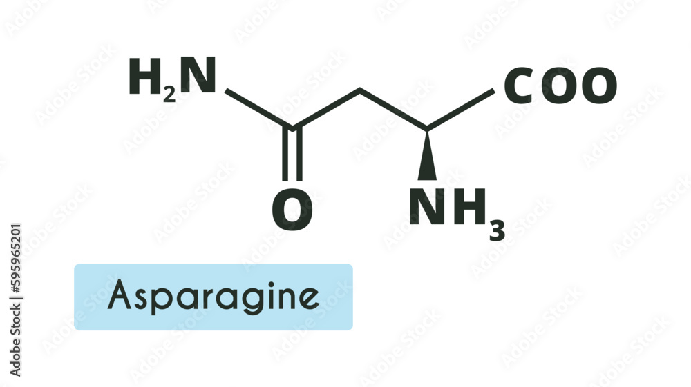Asparagine Molecule Structure.(L-asparagine, Asn, N) Skeletal formula. Amino acid. Asparagine Molecule Structure.(L-asparagine, Asn, N) Skeletal formula. Amino acid.