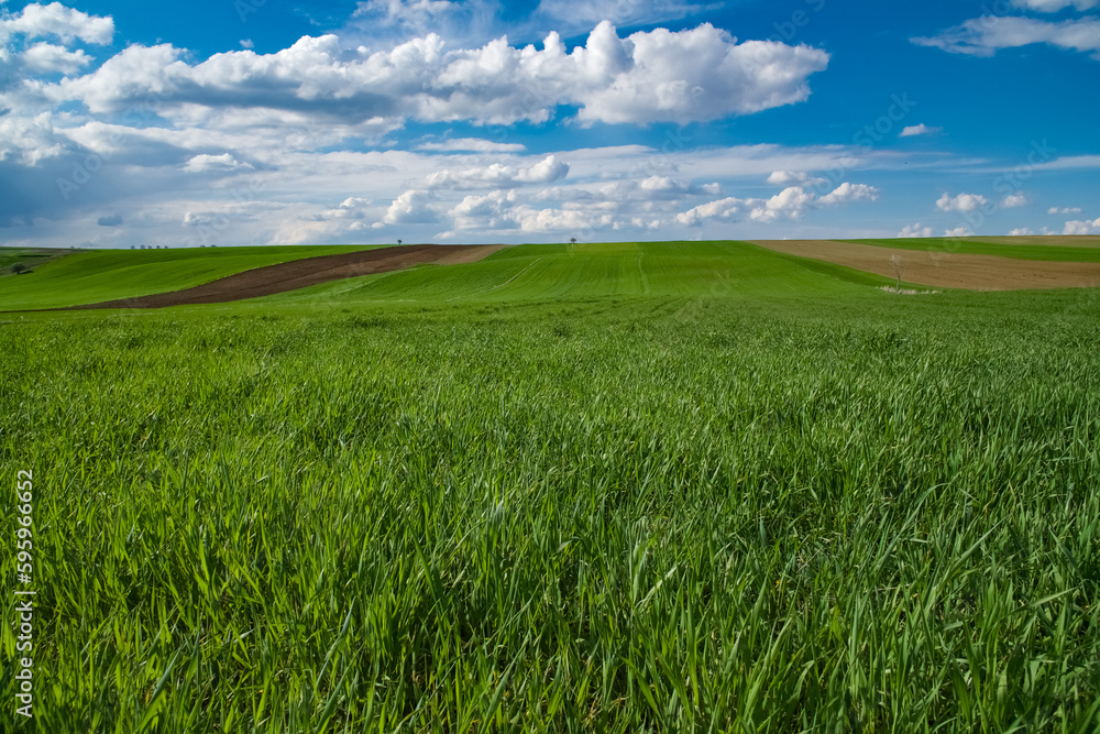 Harmony of colors in nature. Green fields, plowed land and cloudy blue sky. Green crops and field view in spring.