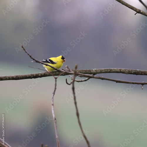 American Goldfinch