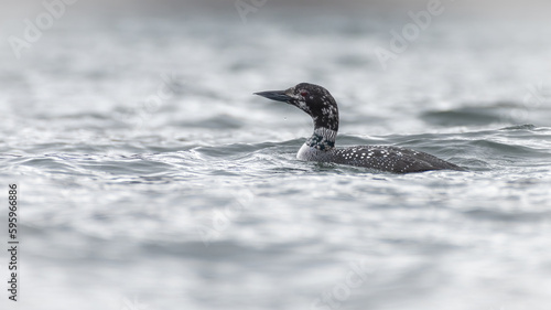 Great northern diver or common loon (Gavia immer) swimming on a sea loch, Isle of Mull, Scotland photo