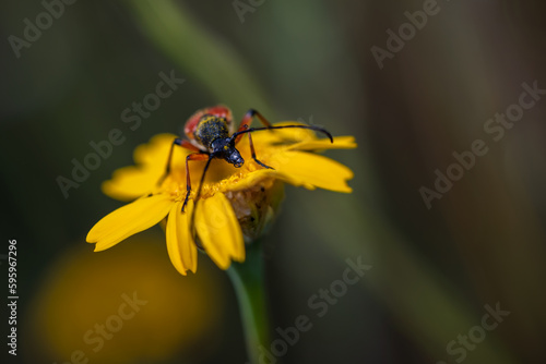 Nustera distigma is a species of beetle insect of the Cerambycidae family. © Eduardo Estellez