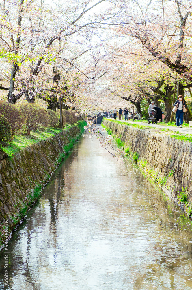 Fototapeta premium 哲学の道