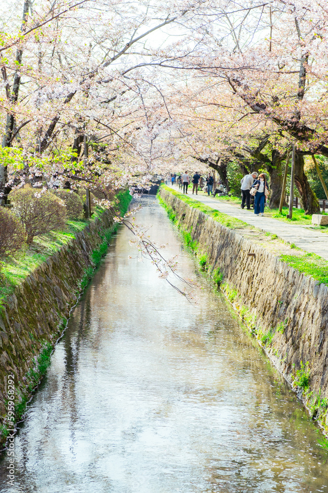 Fototapeta premium 哲学の道