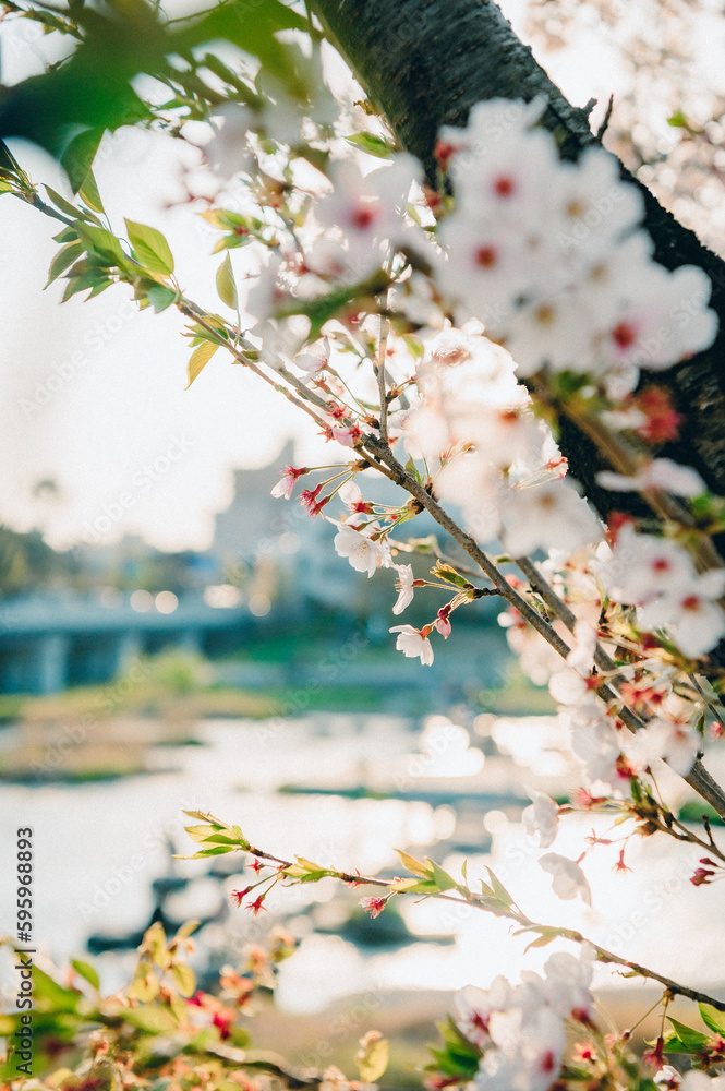 Fototapeta premium 鴨川と桜