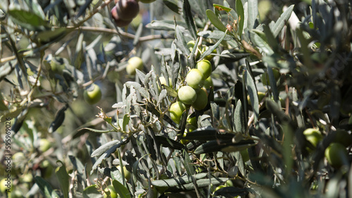 Green olives on branches, dense olive tree bushes.