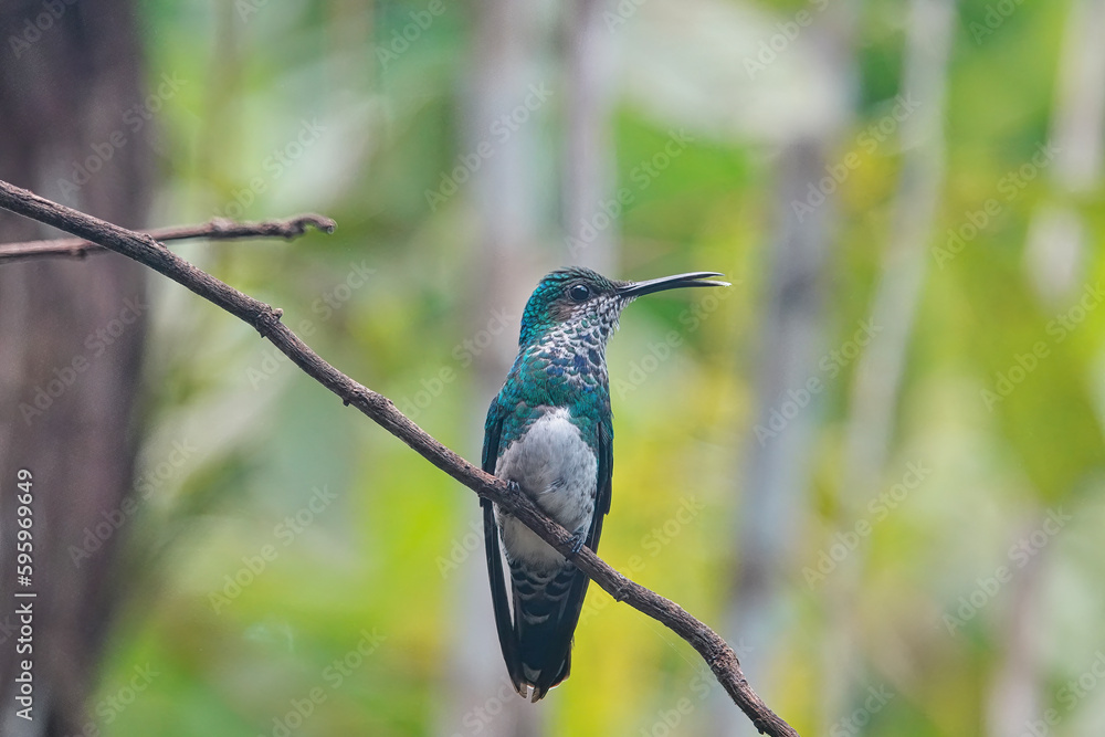 Mangrove hummingbird perched on branch